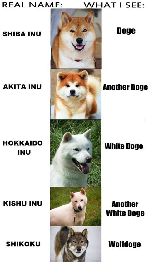 Such Types Very Species Much Doges Wow Animals Japanese Dogs
