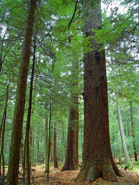 Prospects for rediscovery and recovery. Cook Forest State Park In Pennsylvania Is Amazing