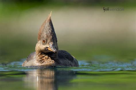 Jeff Wendorff Nature And Wildlife Photography Portfolio Ducks
