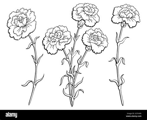 Carnation Flower Plant Black And White Stock Photos And Images Alamy