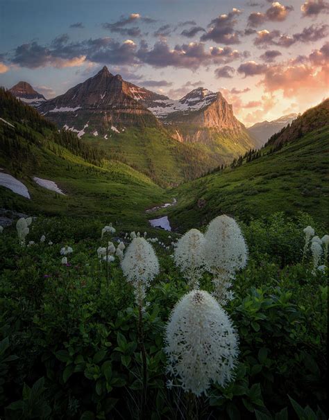 Bear Grass Bloom Highline Trail Glacier National Park Photograph By