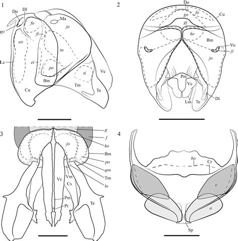 The Male Genitalia Of Ants Musculature Homology And Functional