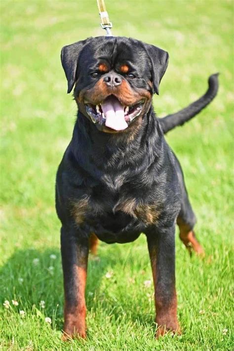 remo timit tor guardian rottweilers