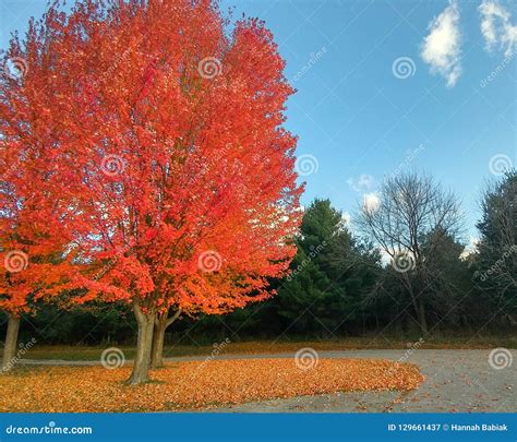 Bright Orange Fall Tree With Leaves Falling Stock Image Image Of Park