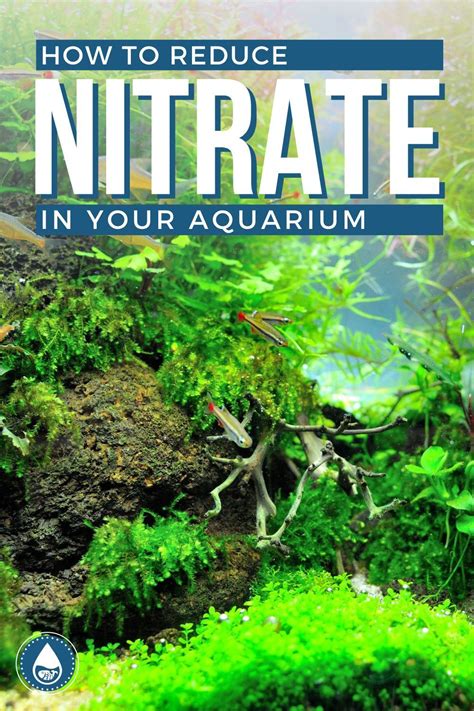 How To Reduce Nitrate In Your Aquarium Fish Tank Plants Fresh Water