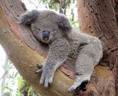 Épinglé Par Saet Byeol Lee Sur Animal Data Koala Animaux Adorables