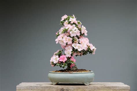 A Complete Azalea Bonsai Tree Care Guide Hooked On Bonsai