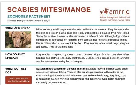 Scabies Zoonoses Fact Sheet Amrric