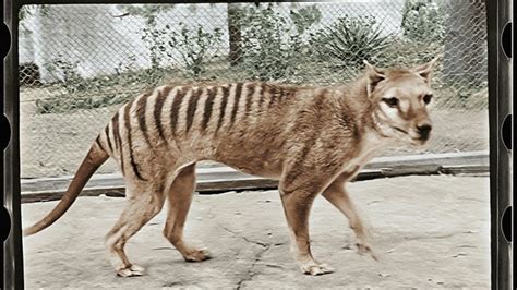 Extinct Tasmanian Tiger Brought to Life in Color Footage | Breaking Asia