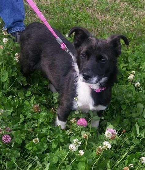 We did not find results for: Adopt Jessie on | Border collie corgi mix, Dogs, Corgi mix