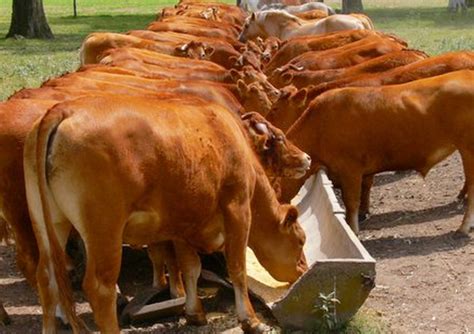 Veterinary Products, Animal Healthcare Products, Animal Healthcare