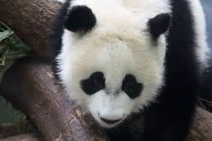 Panda Updates Wednesday November 1 Zoo Atlanta
