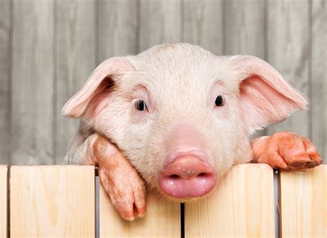 속임수 쓰는 돼지 봤어우리가 몰랐던 돼지의 인지능력