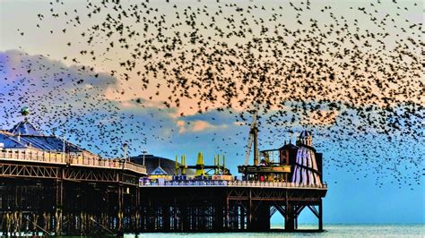 Brighton Palace Pier Opens Starlings Roost Observation Post Coinslot