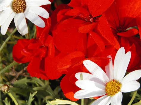 Free Photo Red And White Flowers Bloom Flowers Red Free Download