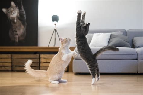 How High Can Cats Jump Pet Health