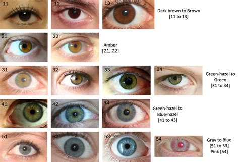Spectrum Of Eye Color Face Drawing Reference Figure Reference Body