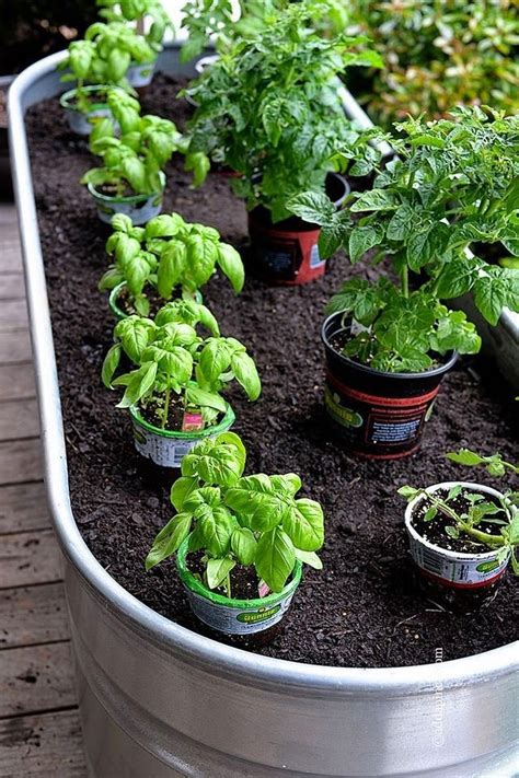 Best Container Vegetables Garden For Beginning Container