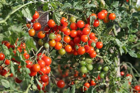 Best Tasting Tomatoes Suttons Gardening Grow How