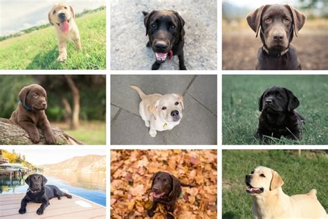 Most Popular Dog Breed 2017 Labrador Retriever Takes Top Spot