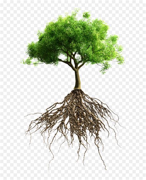 Root Tree Stock Photography Stock Tree With Root Png Transparent Png
