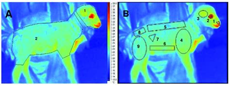 Irt Imaging Technology In The Detection Of Animal Core Temperature