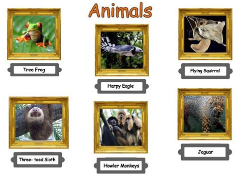 Identifying Rainforest Animals Complete Lesson Lesson Teaching Images