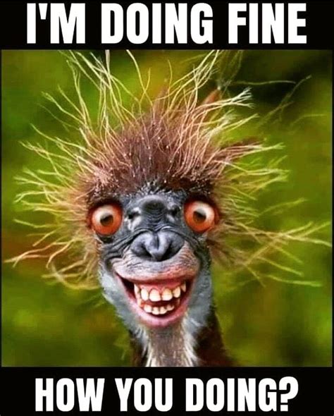 Silly Chaos Monkeys Funny Funny Animal Memes Good Morning Funny