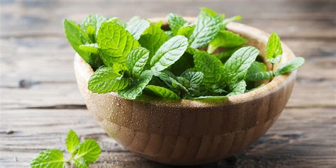 How to Buy and Store Mint | Epicurious.com