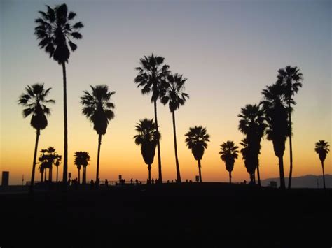 Los Angeles Streets Palm Trees Wallpaper Los Angeles Palm Trees