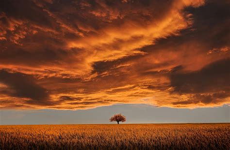 Brown Leafed Tree On Open Field Under White Clouds And Blue Sky · Free