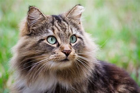 Optimal Nutrition For Your Pet Cat Guiding Instincts