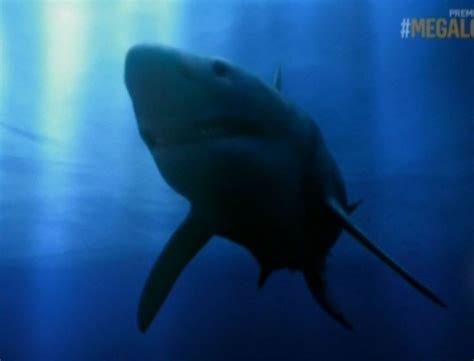 Shark Week Kicks Off With Prehistoric Megalodon Sharks Photos And