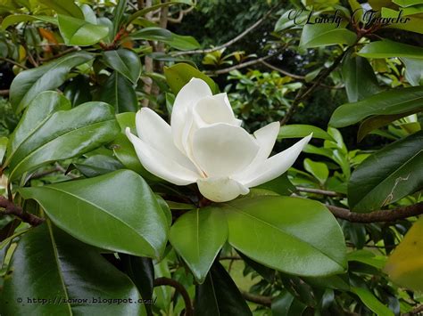 Southern Magnolia Magnolia Grandiflora