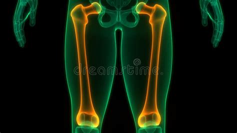 Human Skeleton System Femur Bone Joints Anatomy Stock Illustration