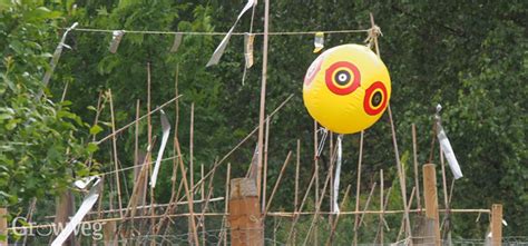 How to deter birds from the garden. Bird Control in the Garden