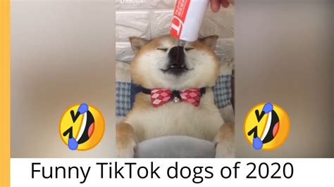 Funny Dog Tik Tok Compilation 2020 Youtube