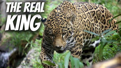 Is Jaguar The Real King Of The Jungle Youtube