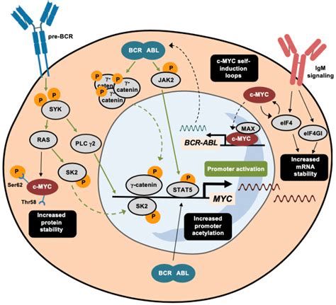 Activating Mechanisms Of C Myc In Leukemia With The Bcr Abl1