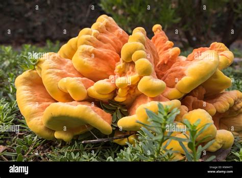 Laetiporus Sulphureus Chicken Of The Woods Fungus Stock Photo Alamy