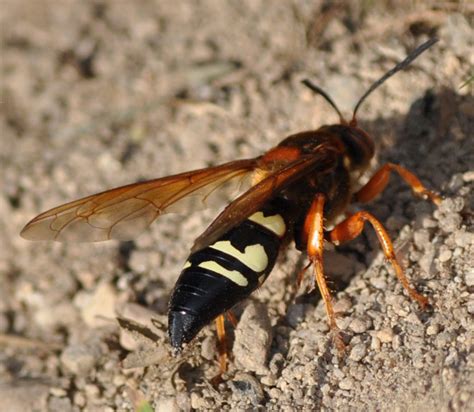We did not find results for: Cicada Killer Wasp in Nashua, NH
