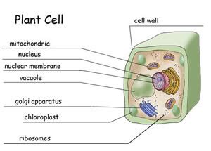 Check spelling or type a new query. Difference between Plasma Membrane and Cell Wall | Plasma ...