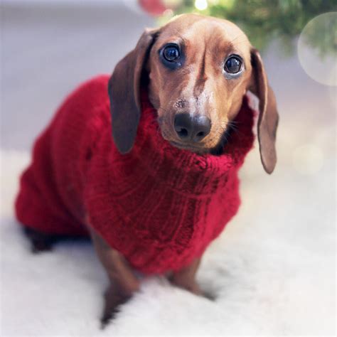 How Much Does A Miniature Dachshund Costbuying Guideukpets