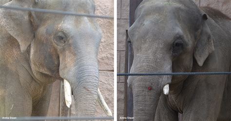 10 Worst Zoos For Elephants Fireside Chat Qanda