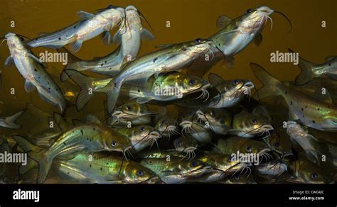 Channel Catfish Ictalurus Punctatus Shoal Of Fish Stock Photo Alamy