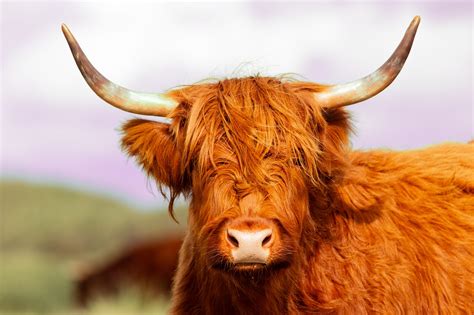Highland Cattle Cow Free Photo On Pixabay Pixabay