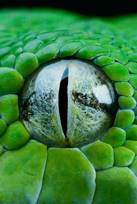 Lizard Eyes Reptile Eye Scales And Balances Reptile Eye Animals