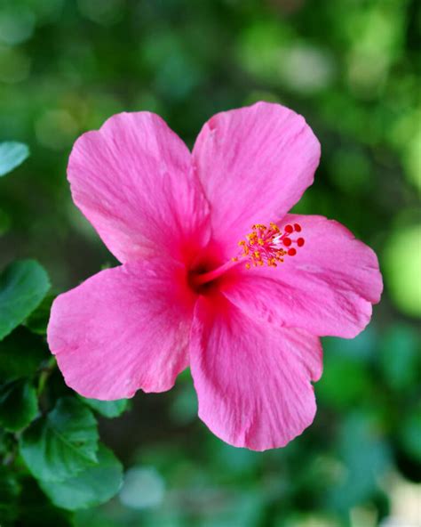 Tropical Hibiscus ‘pink Plantvine