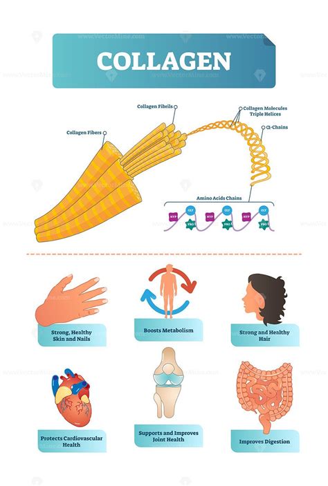 Vector Illustration About Collagen Collagen Collagen Fibers Protein