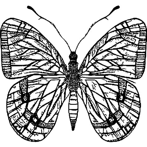 Butterfly Coloring Page · Creative Fabrica